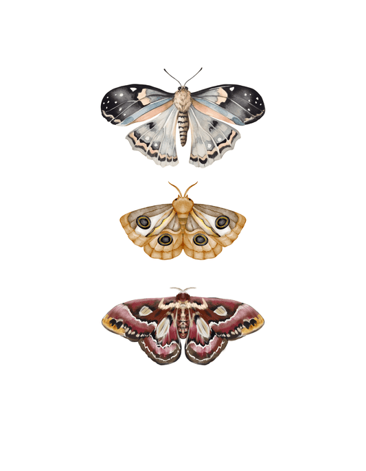Moths (Autism 4) - InkDura