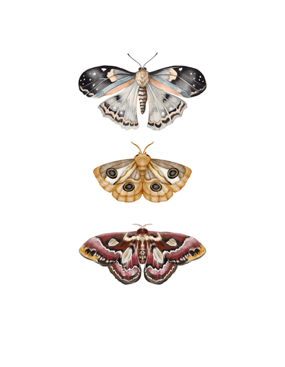 Moths (Autism 4) - InkDura